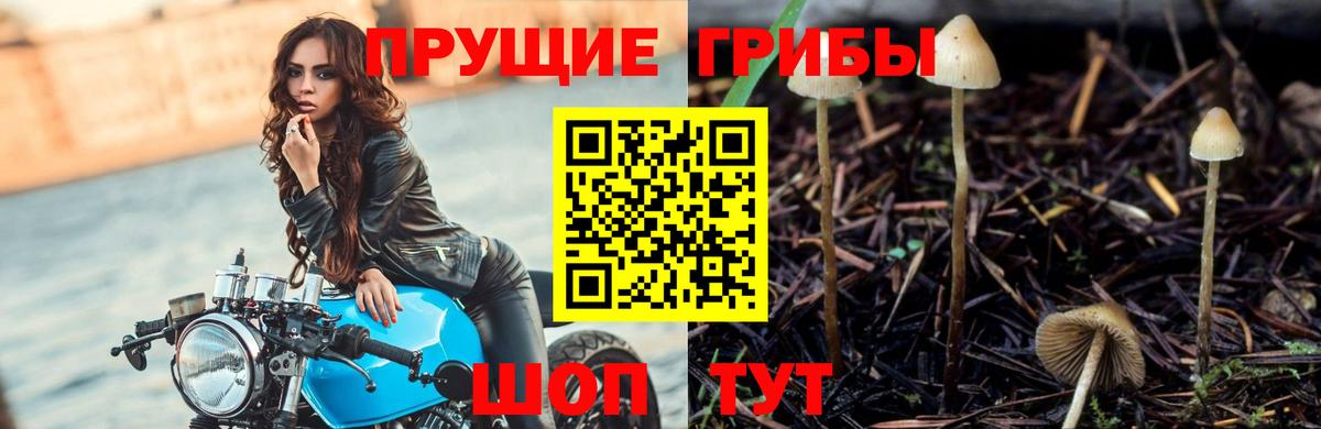 Галлюциногенные грибы прущие грибы Кировск